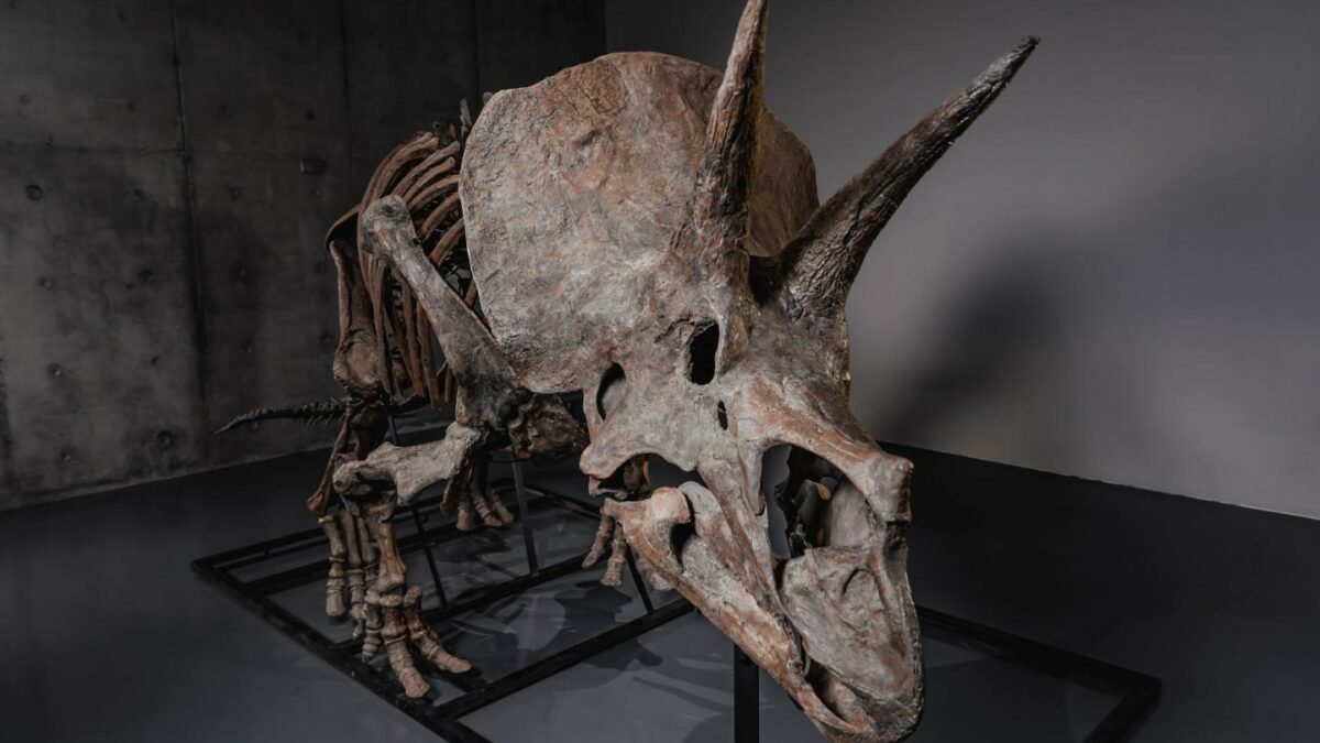 triceratops
