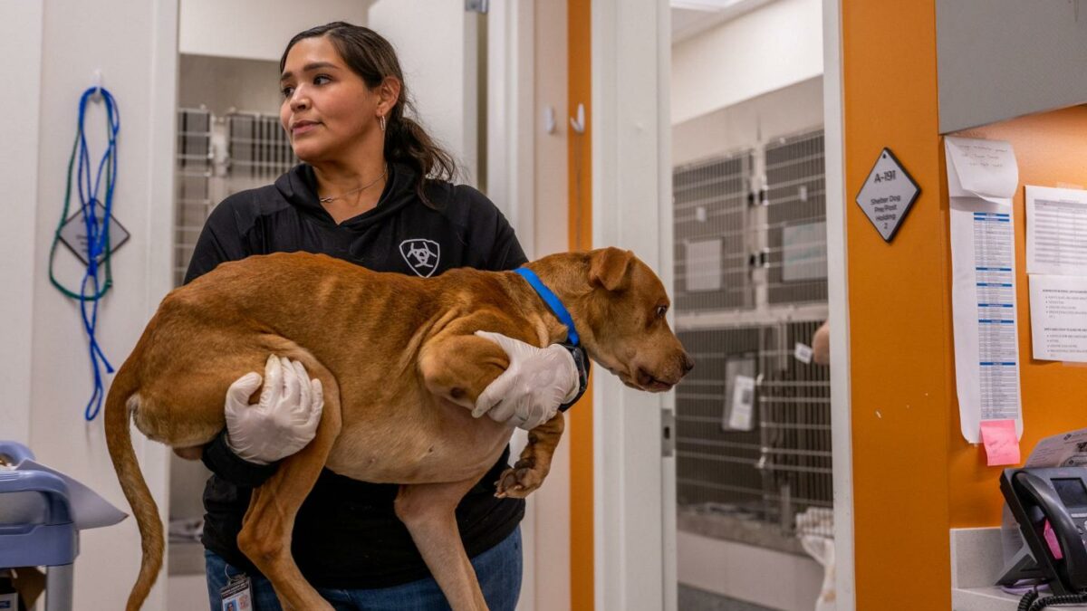 A veterinarian carries a dog before its surgery at the Harris County Pets animal shelter on July 18, 2022 in Houston, Texas.