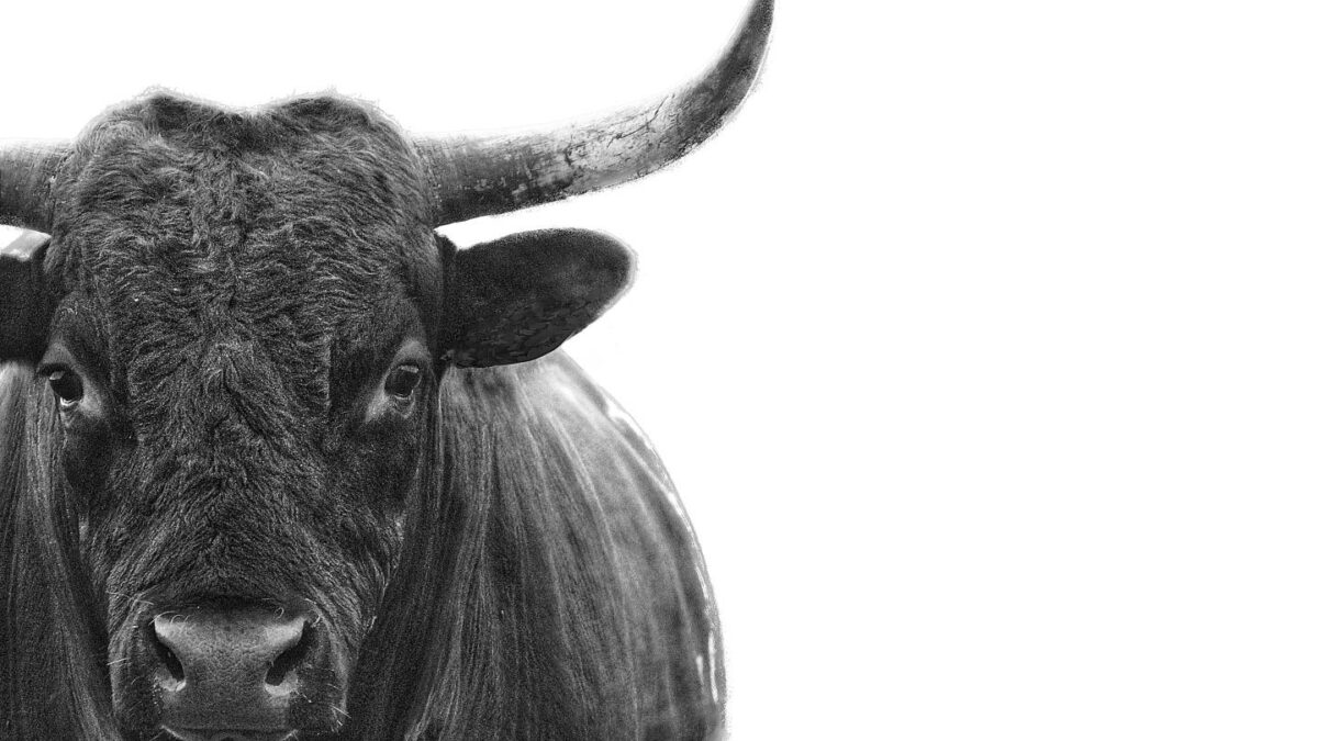 The bulls are too bullish: Bank of America warns 200-plus fund managers just triggered a contrarian ‘sell’ signal