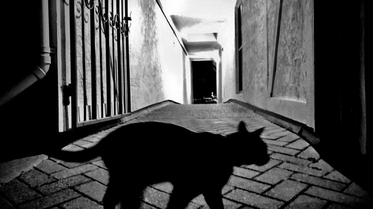 black cat bad luck
